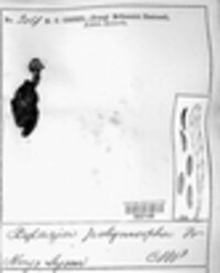 Xylaria polymorpha image